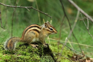 Azijski čipbunk - jedini predstavnik porodice u euroaziji Azijski čipbunk - jedini predstavnik porodice u euroaziji